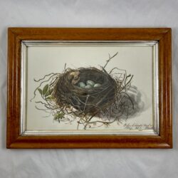 English Regency Period Framed Watercolor, Blackbird Nest & Eggs